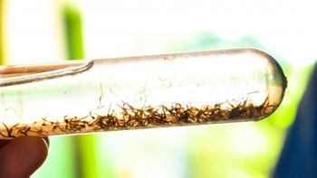 Mortes por dengue no Brasil triplicam no primeiro semestre