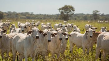 Rally da Pecuária leva a 11 Estados as tecnologias para o aumento da eficiência 