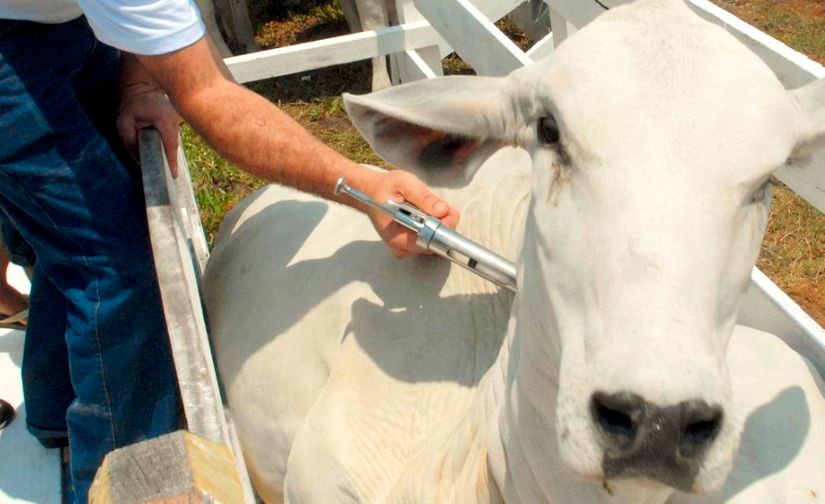 Vacinação do rebanho bovino e bubalino começa nesta segunda-feira