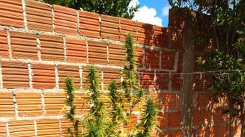Jovem é preso com pé de maconha plantado em residência
