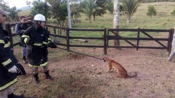 Onça parda é resgatada em Pontes e Lacerda e trazida para cuidados em Cuiabá