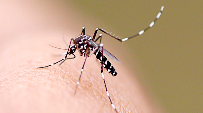 Levantamento aponta 357 municípios em situação de risco para dengue, zika e chikungunya