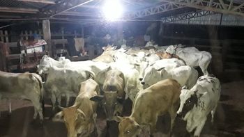 Funcionário de fazenda é preso com gado furtado, caminhonete e mais de R$ 113 mil em dinheiro