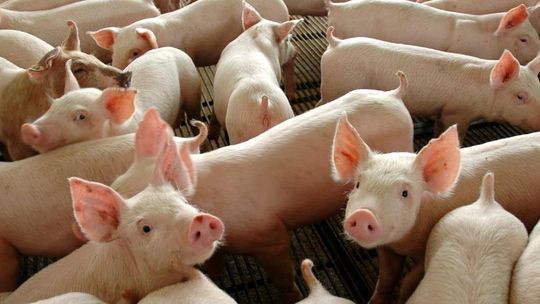 Acrismat realizará palestras para pequenos produtores