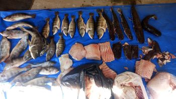 Mais de 80 quilos de pescado irregular são apreendidos em ação conjunta
