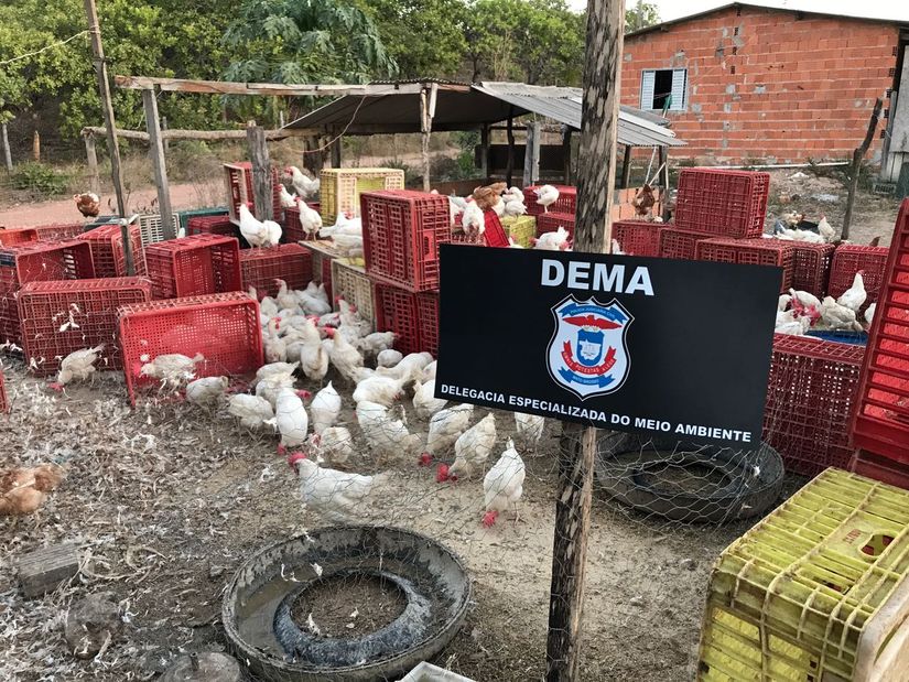  Mais de 500 aves vivas e 200 frangos são apreendidas em abatedouro clandestino 