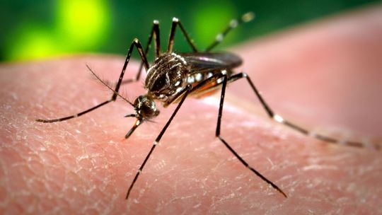 Mato Grosso registra 36 casos de dengue nas duas primeiras semanas de 2017