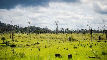 Ações cobram R$ 555,3 milhões de infratores ambientais