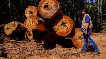 Sema aumenta em 83% a eficiência na fiscalização de flora