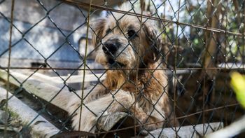 Bem Estar Animal faz o resgate de cães com denúncias de espancamento