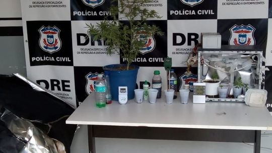Estufa com plantação de maconha é apreendida dentro de guarda-roupas de estudante