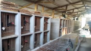 Mais de 800 galos de rinha estimados em R$ 1 milhão são apreendidos em ação conjunta