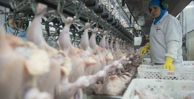 Exportações de carne de frango crescem 16,2% em outubro