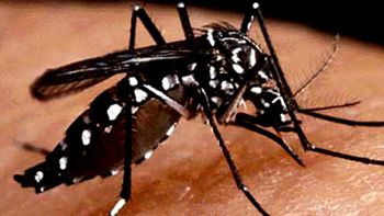 DF registra quase 20 mil casos de dengue em 2016