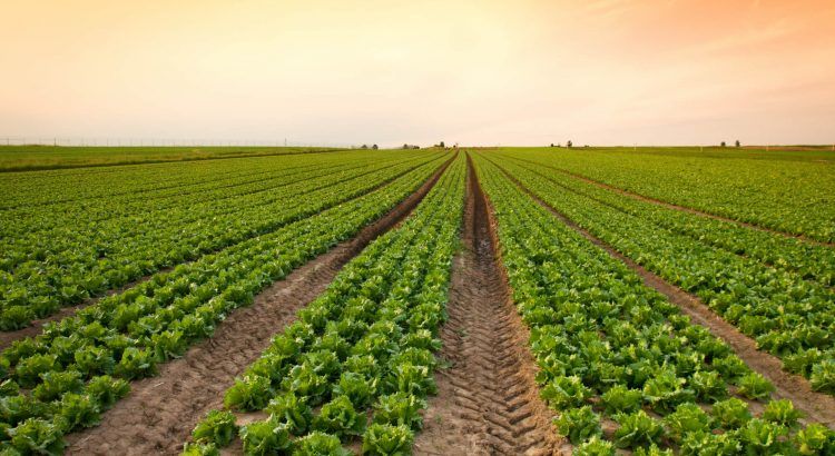 Governo prorroga redução da base de cálculo para insumos agrícolas