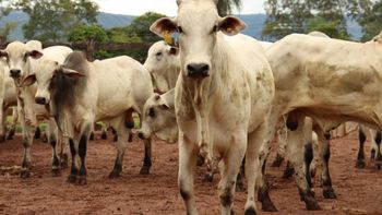 Nelore na Brasa terá 3 toneladas de carne em 20 estações