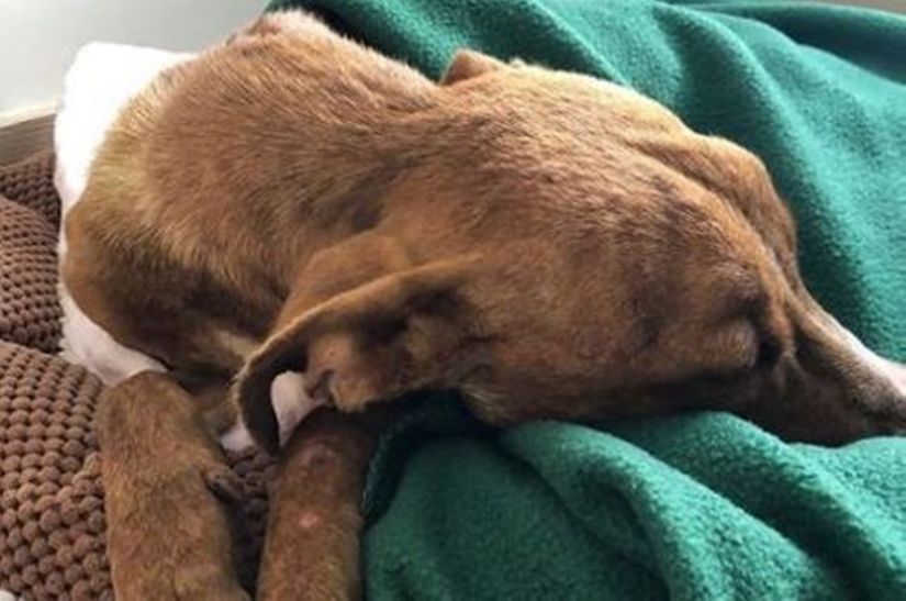 Mundo | Cãozinho é resgatado de escombros um mês após furacão 
