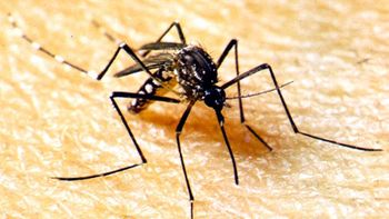 Mato Grosso registrou queda em notificações da Dengue