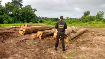 PF desarticula grupo criminoso que extraía madeira de aldeia indígena
