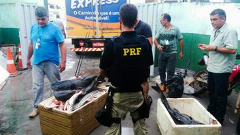 PRF apreende 203 kg de pescados em Barra do Garças