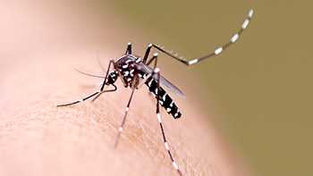 Levantamento aponta 357 municípios em situação de risco para dengue, zika e chikungunya