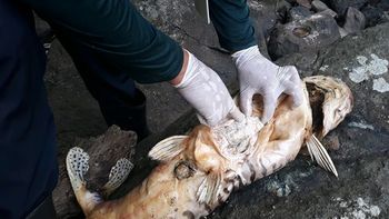 Análise de peixes mortos descarta envenenamento e aponta responsabilidade de Usina Hidrelétrica