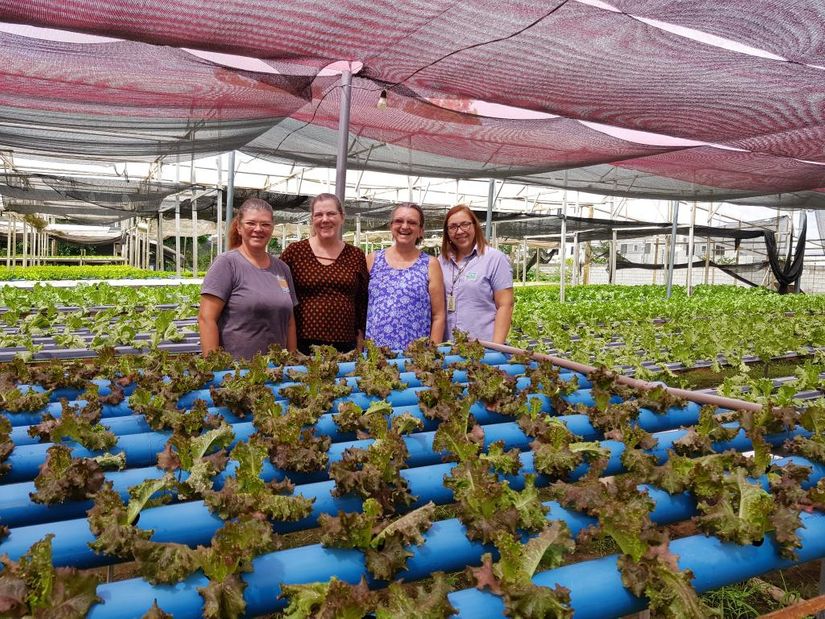 Irmãs investem no cultivo hidropônico e garantem produtividade o ano todo