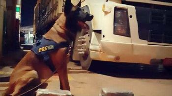 PRF localiza 16 kg de cocaína em carreta com ajuda de cão farejador
