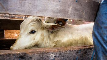 Indea capacita veterinários para emitirem certificados de vacina da Brucelose