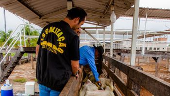 Retirada da vacinação contra Febre Aftosa é discutida em MT