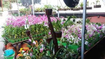 Museu Rosa Bororo recebe exposição de orquídeas e rosas do deserto