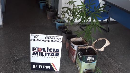 Casal é preso pela PM com 22 plantas de maconha cultivadas em vasos e latas