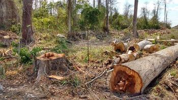 Sema e Ibama iniciam ação conjunta de combate ao desmatamento no norte do Estado
