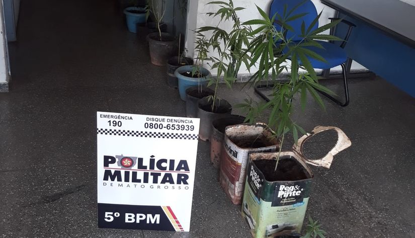 Casal é preso pela PM com 22 plantas de maconha cultivadas em vasos e latas