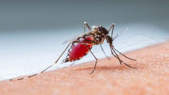 SES divulga alerta aos municípios para diagnóstico e tratamento de malária