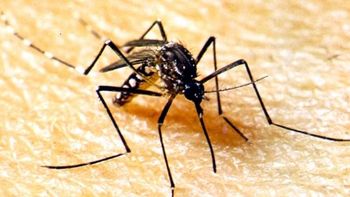Estado alerta municípios sobre variação grave do vírus da dengue