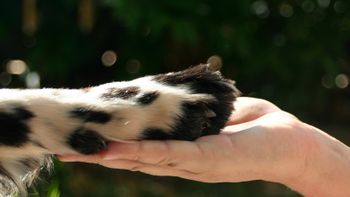 Projetos garantem amparo e cuidado a animais abandonados