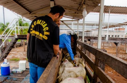 Indea interdita mais de 300 fazendas em MT