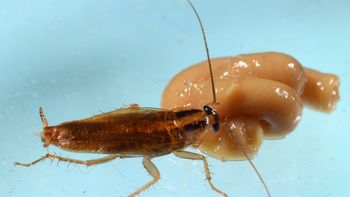 Inseticidas podem criar baratas invencíveis, diz estudo