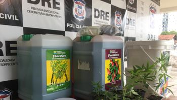 Traficante alega fins medicinais após ser flagrado com estufa de maconha em apartamento