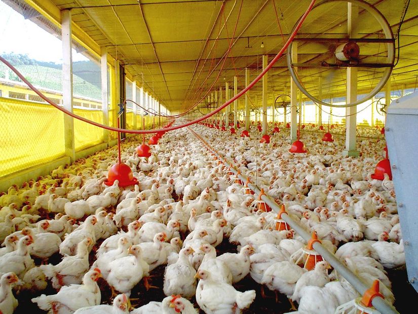 Prazo para registro veterinário de granja de aves termina no dia 3 de março
