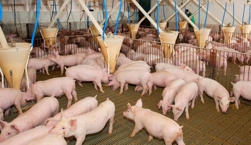 Aberta consulta pública sobre normas de monitoramento de carcaças bovinas e suínas