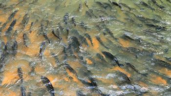 A partir desta quinta-feira está liberada a pesca em Mato Grosso