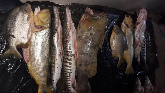 Quase 195 quilos de pescado são apreendidos em caixas términas escondidas em região de mata
