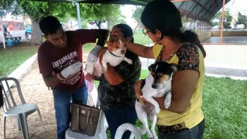 Rondonópolis supera meta e imuniza mais de 21 mil animais no dia D