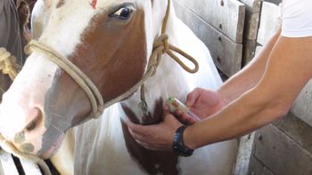 Projeto de lei propõe exames gratuitos para animais em Mato Grosso