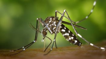 Número de casos de febre chikungunya aumenta em Mato Grosso