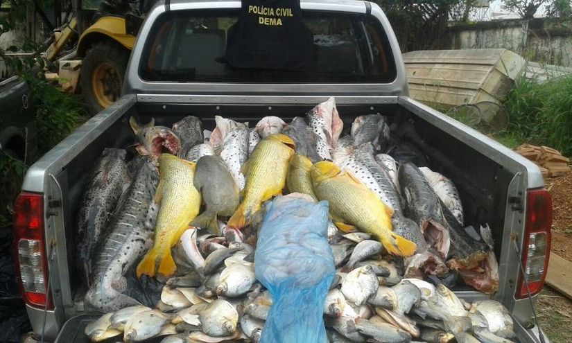 Polícia Civil apreende 437 quilos de pescado irregular