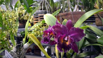 Museu Rosa Bororo abre as portas para exposição de orquídeas