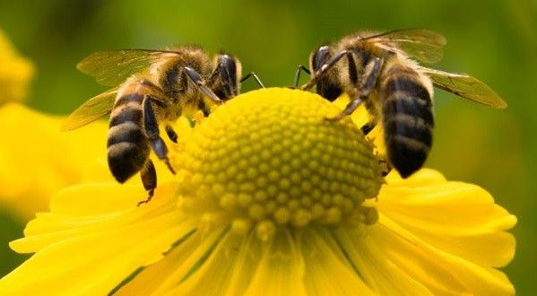 Manejo e qualificação são fatores primordiais para o sucesso da apicultura